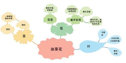 春赏油菜花的插图