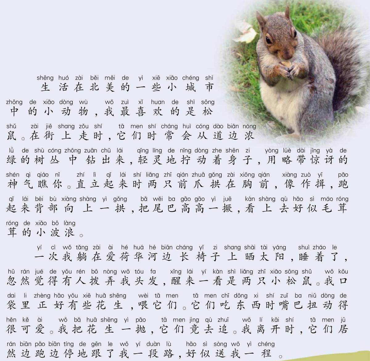可爱的小松鼠的插图
