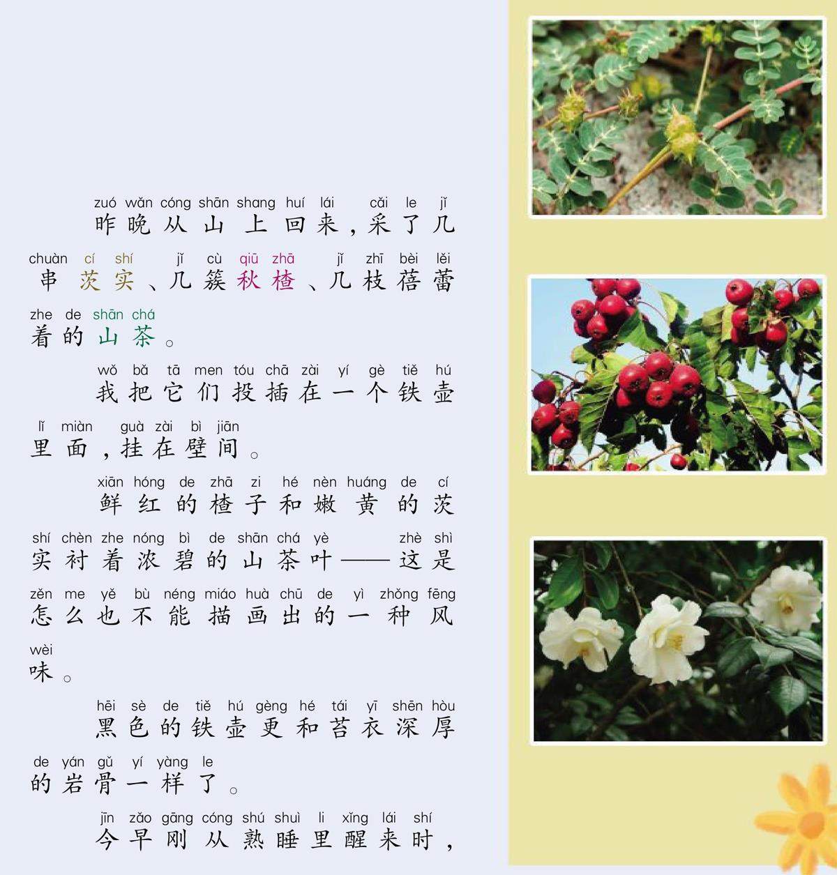 山茶花的插图
