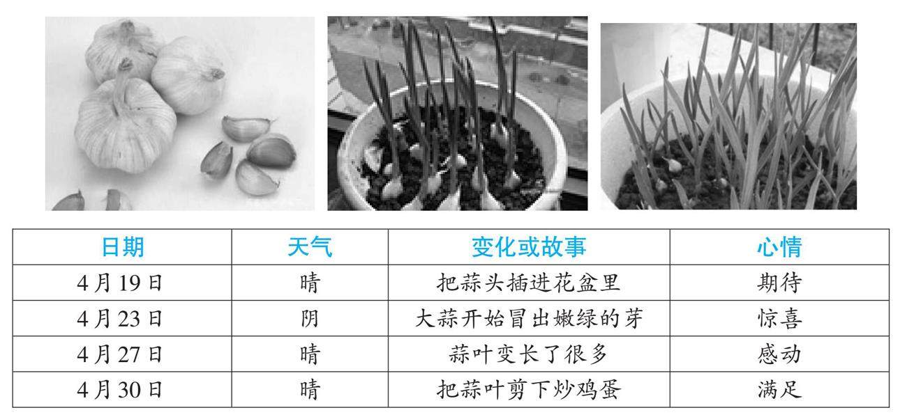 四上第三单元:写观察日记的插图