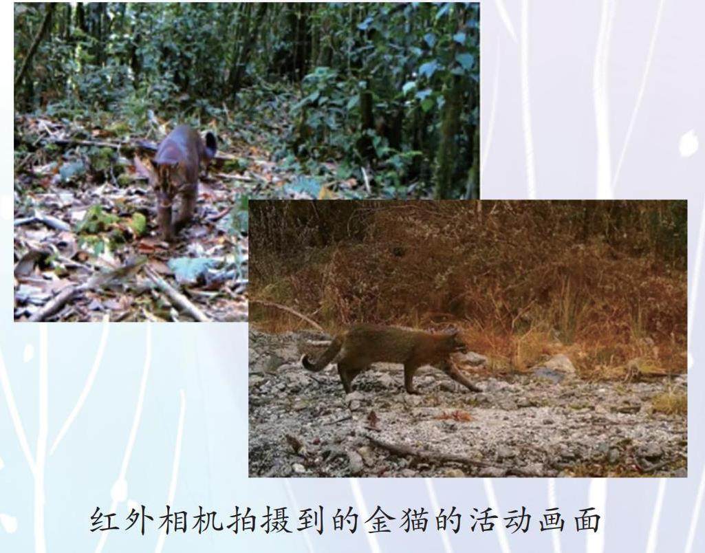 四千多米的高山上有只金猫的插图