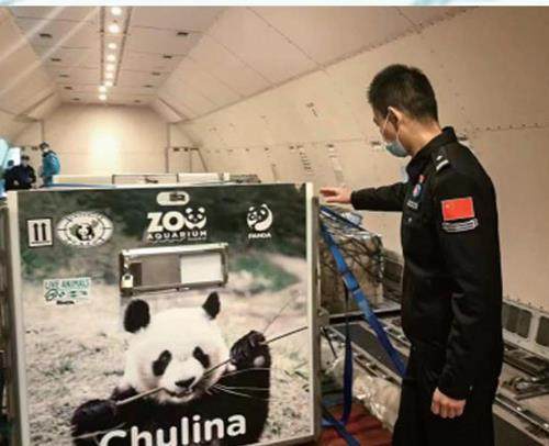 “绿色通道”迎接旅外国宝回家的插图