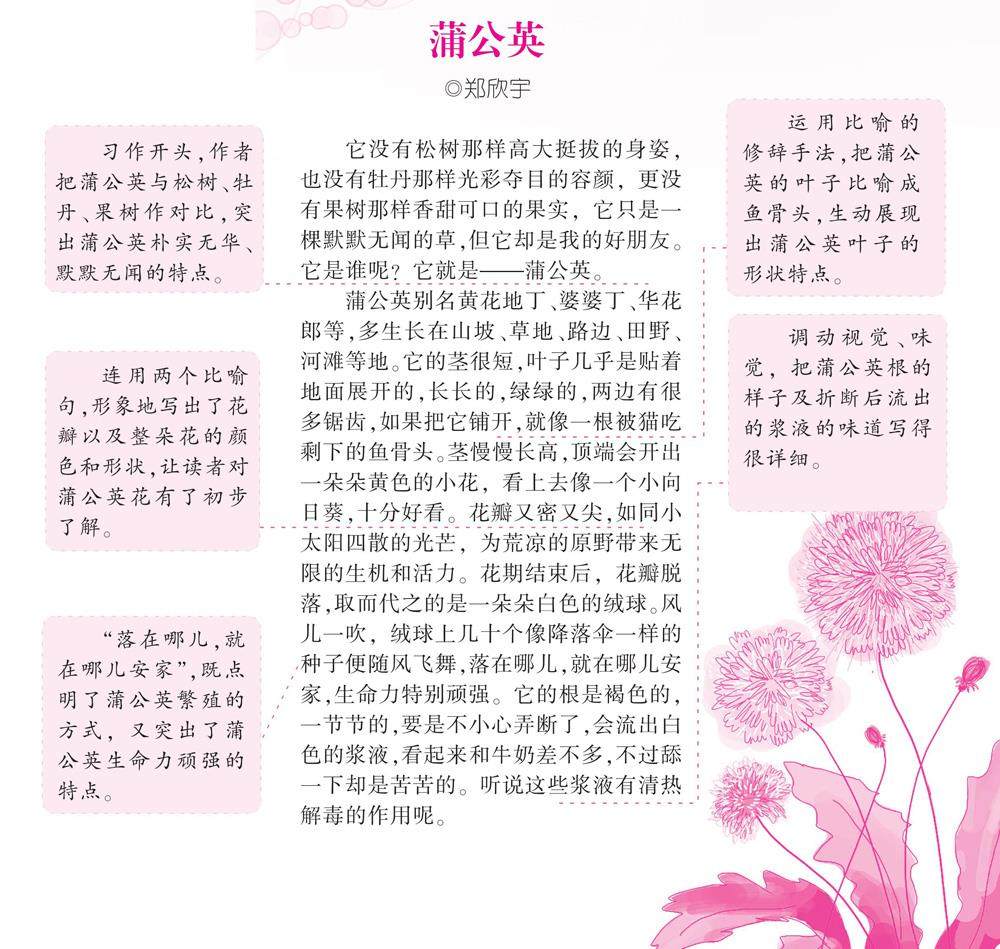 蒲公英的插图