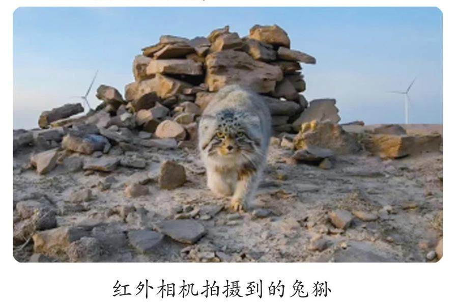 兔狲是只猫的插图