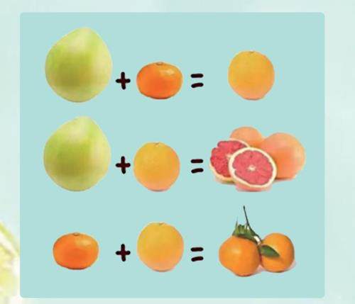 柑橘家庭成员多的插图