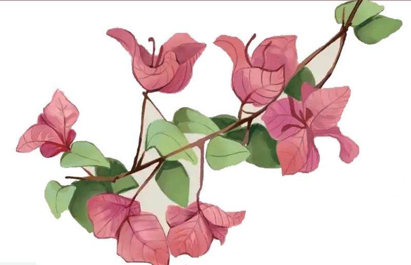 三角梅的插图