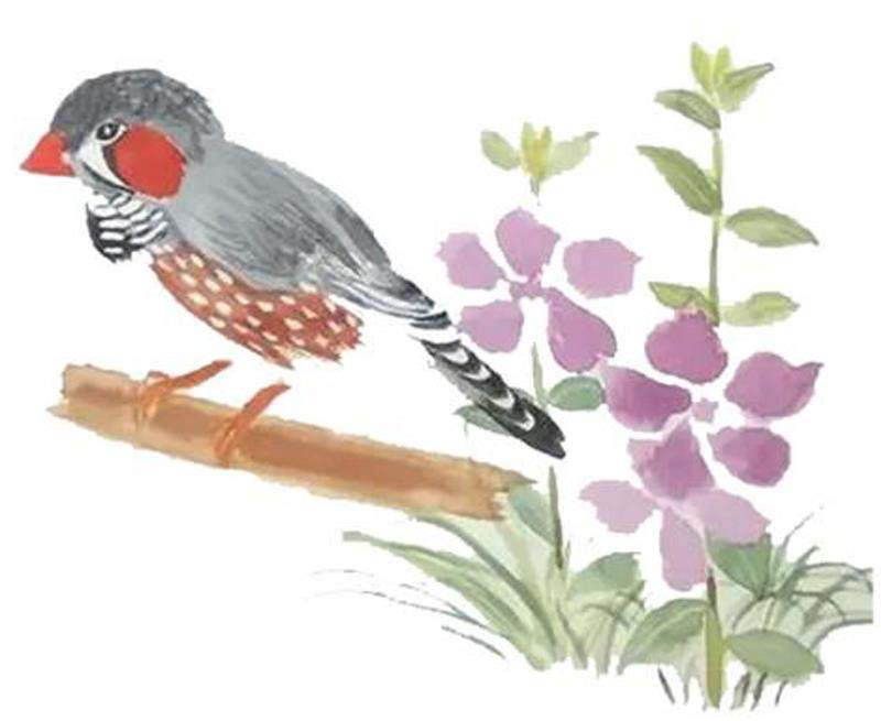 珍珠鸟（节选）的插图